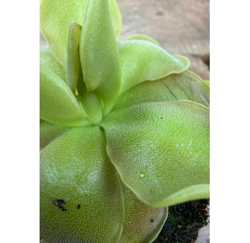 Pinguicula "Sethos" | ø 8,5 cm x ↕ 10 cm