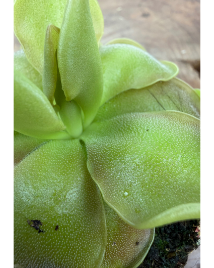 Pinguicula "Sethos" | ø 8,5 cm x ↕ 10 cm