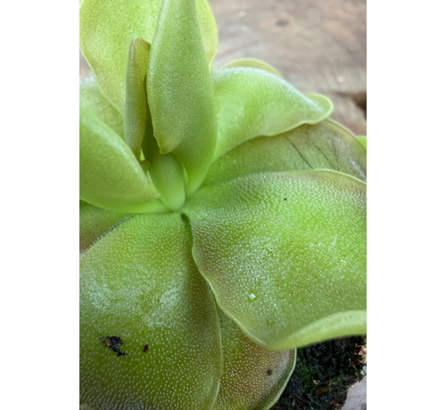 Pinguicula "Sethos" | ø 8,5 cm x ↕ 10 cm