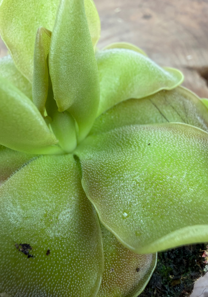 Pinguicula "Sethos" | ø 8,5 cm x ↕ 10 cm