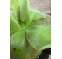 Pinguicula "Sethos" | ø 8,5 cm x ↕ 10 cm