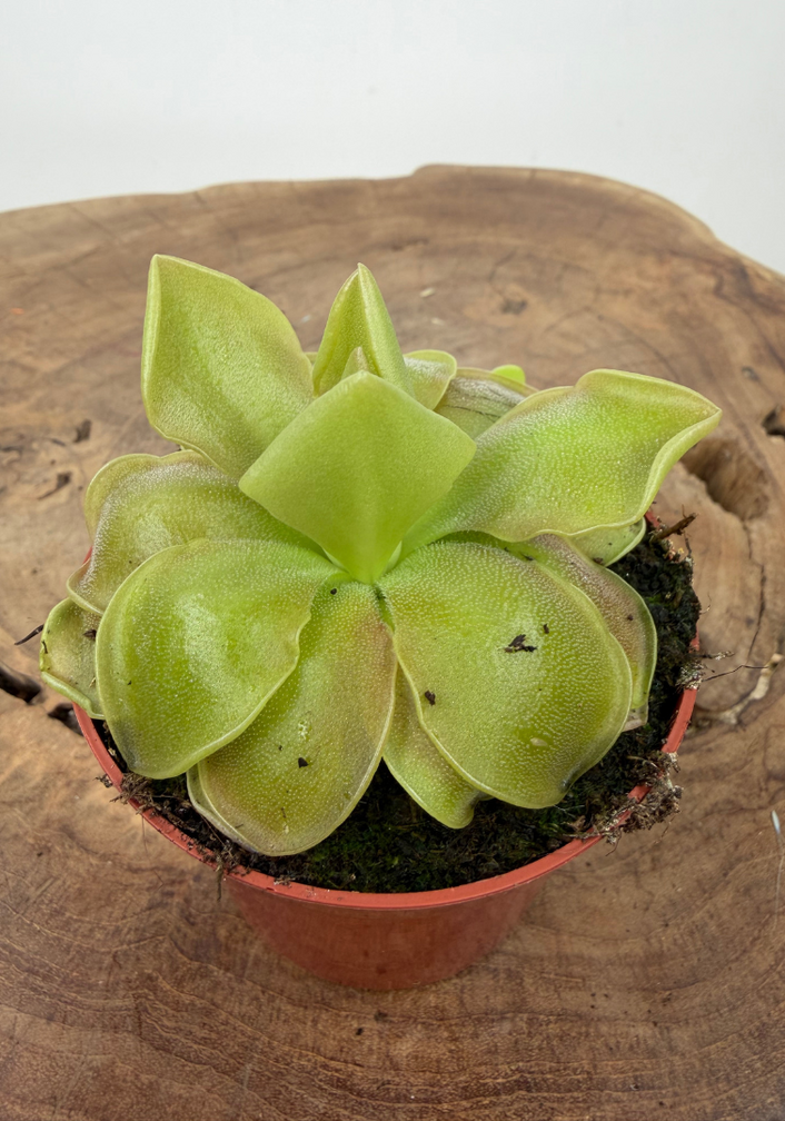 Pinguicula "Sethos" | ø 8,5 cm x ↕ 10 cm