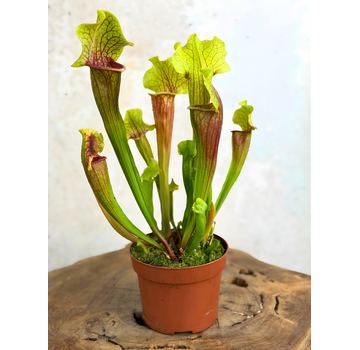 Sarracenia ”Smoorii” - stor | ø 12 cm x ↕ 15 cm