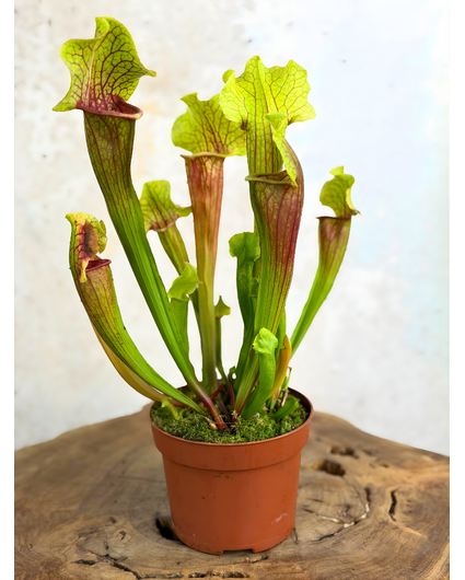 Schlauchpflanze „Smoorii“ – groß | ø 12 cm x ↕ 15 cm