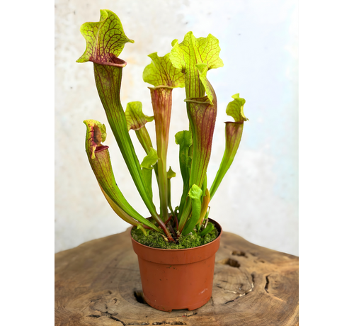 Sarracenia “Smoorii” - grande | ø 12 cm x ↕ 15 cm