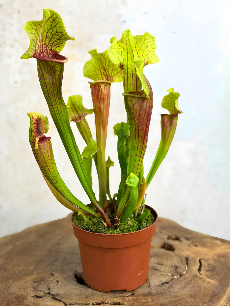 Sarracenia “Smoorii” - grande | ø 12 cm x ↕ 15 cm