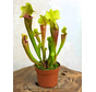 Pitcher plant ‘Smoorii’ - large | ø 12 cm x ↕ 15 cm