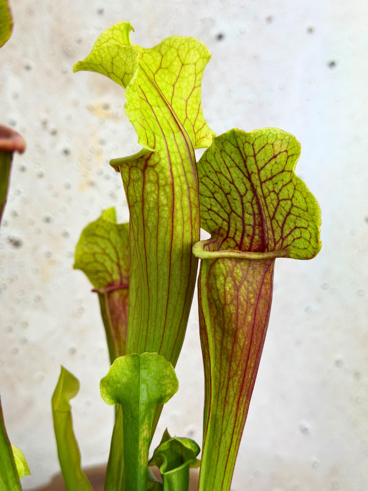 Schlauchpflanze „Smoorii“ – groß | ø 12 cm x ↕ 15 cm