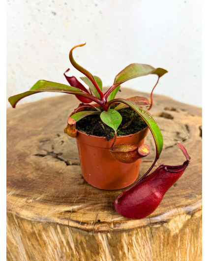 Nepenthes "Wish" - small  | ø 8,5 cm x ↕ 5 cm