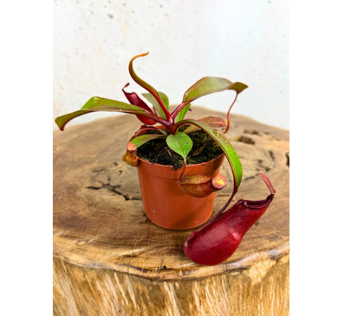 Nepenthes "Wish" - piccola  | ø 8,5 cm x ↕ 5 cm