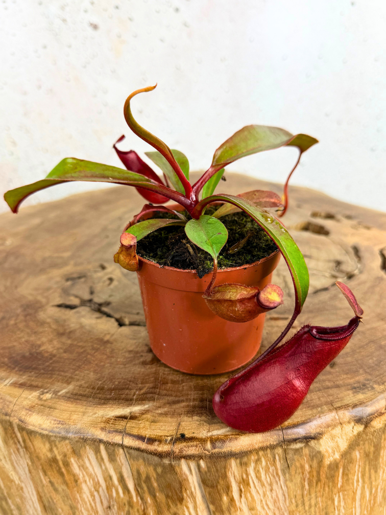 Nepenthes "Wish" - pequeña  | ø 8,5 cm x ↕ 5 cm