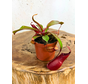 Nepenthes "Wish" - klein | ø 8,5 cm x ↕ 5 cm