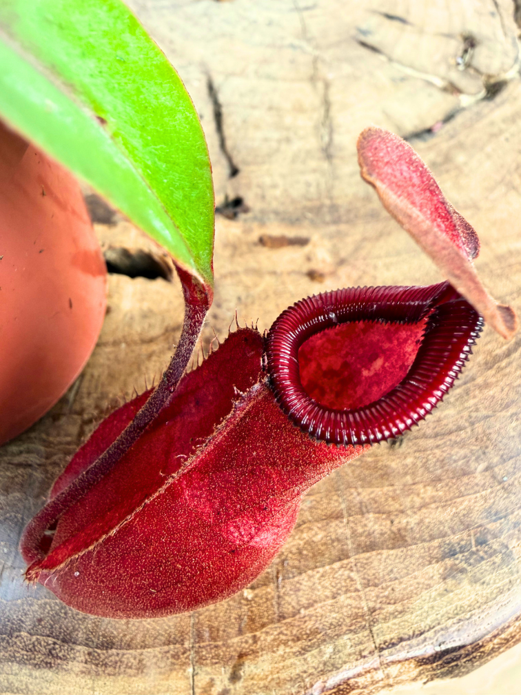 Nepenthes "Wish" - piccola  | ø 8,5 cm x ↕ 5 cm