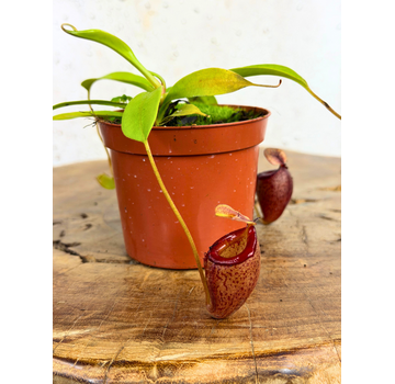 Nepenthes "Flava" - pequeña  | ø 8,5 cm x ↕ 5 cm
