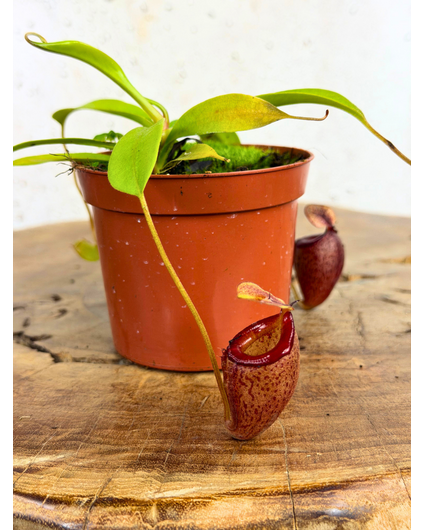 Nepenthes "Flava" - small  | ø 8,5 cm x ↕ 5 cm