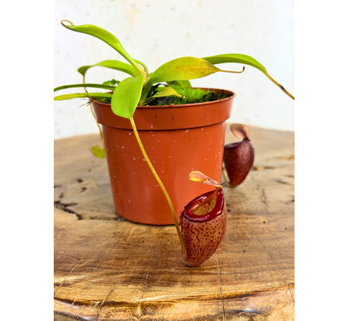 Nepenthes "Flava" - small | ø 8,5 cm x ↕ 5 cm