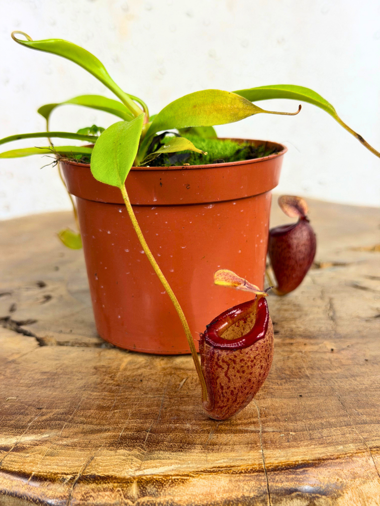 Nepenthes "Flava" - petit | ø 8,5 cm x ↕ 5 cm
