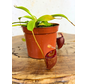 Nepenthes "Flava" - piccola  | ø 8,5 cm x ↕ 5 cm
