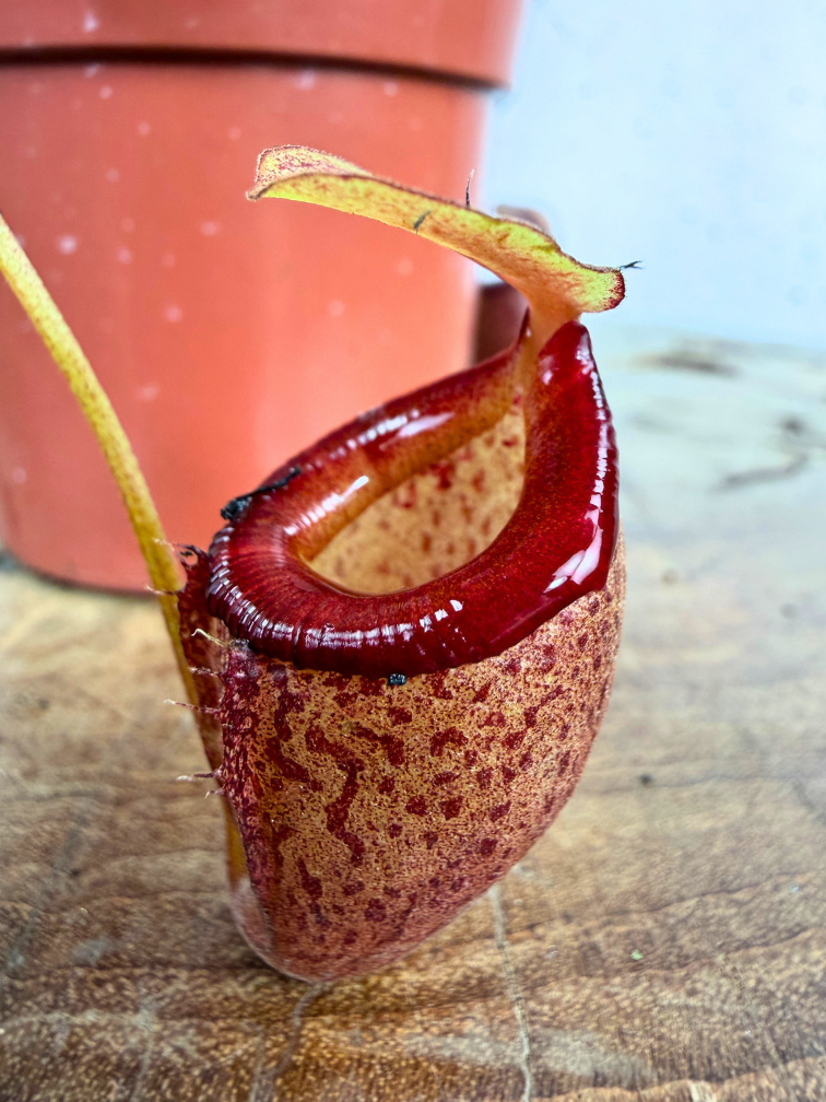 Nepenthes "Flava" - petit | ø 8,5 cm x ↕ 5 cm