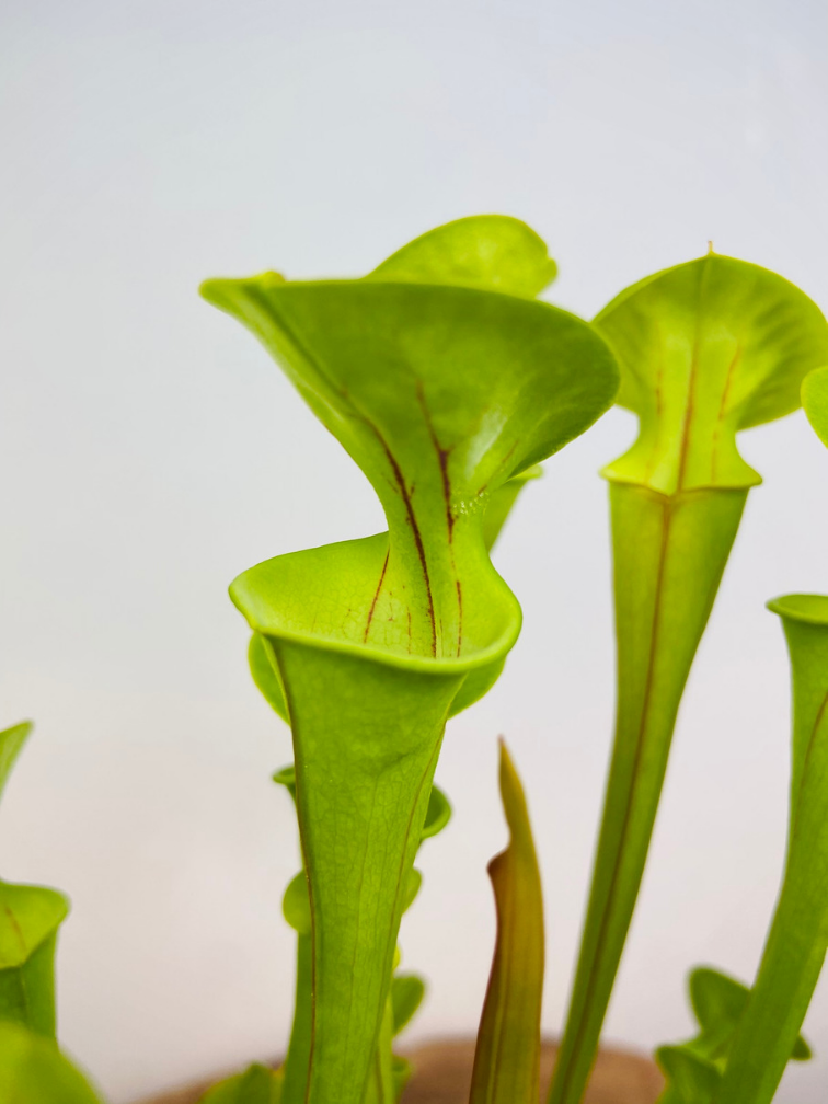 Sarracenia "Flava Gigantea" - large | ø 12 cm x ↕ 25-35 cm