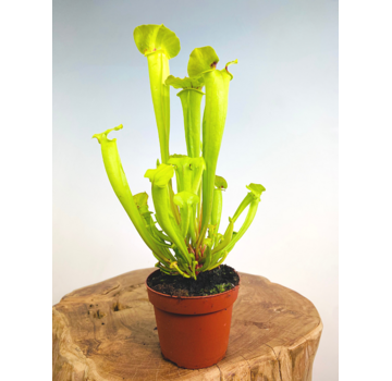Sarracenia "Flava Gigantea" - stor | ø 12 cm x ↕ 25-35 cm