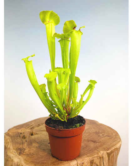 Sarracenia "Flava Gigantea" - stor | ø 12 cm x ↕ 25-35 cm
