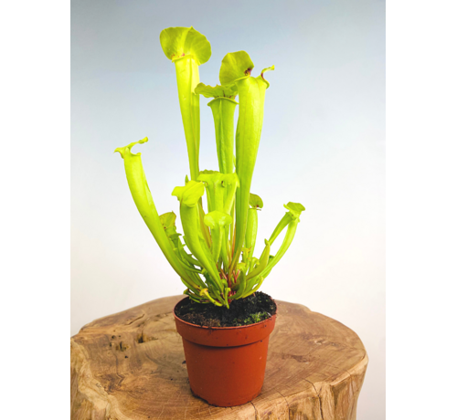 Sarracenia "Flava Gigantea" - grande | ø 12 cm x ↕ 25-35 cm