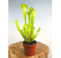 Sarracenia "Flava Gigantea" - stor | ø 12 cm x ↕ 25-35 cm
