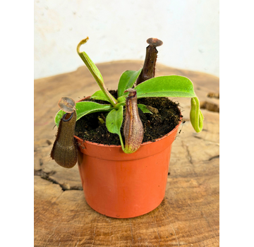 Nepenthes "Midnight" - klein | ø 8,5 cm x ↕ 5 cm