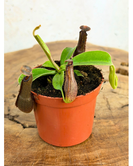 Nepenthes "Midnight" - klein | ø 8,5 cm x ↕ 5 cm