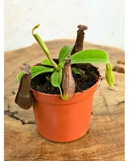 Nepenthes "Midnight" - small  | ø 8,5 cm x ↕ 5 cm
