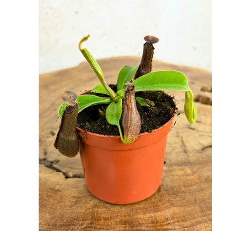 Nepenthes "Midnight" - petit | ø 8,5 cm x ↕ 5 cm