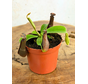 Nepenthes "Midnight" - small  | ø 8,5 cm x ↕ 5 cm