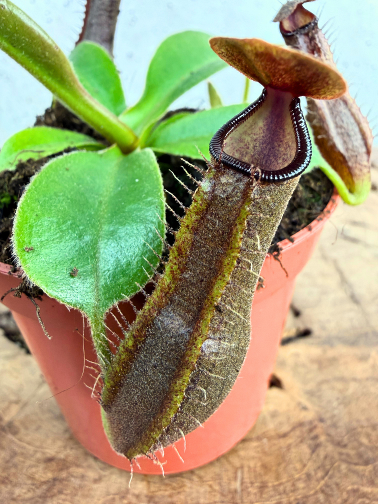 Nepenthes "Midnight" - small  | ø 8,5 cm x ↕ 5 cm