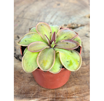 Pinguicula "Emarginata x Hemiepiphytica" | ø 8,5 cm x ↕ 5 cm