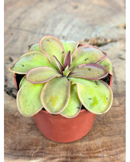 Pinguicula "Emarginata x Hemiepiphytica" | ø 8,5 cm x ↕ 5 cm