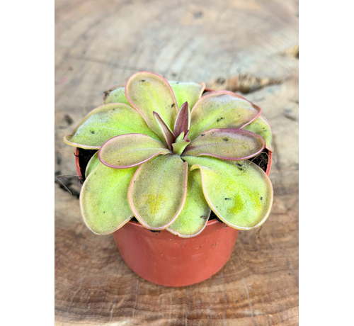 Pinguicula "Emarginata x Hemiepiphytica" | ø 8,5 cm x ↕ 5 cm
