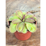 Pinguicula "Emarginata x Hemiepiphytica" | ø 8,5 cm x ↕ 5 cm