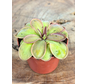 Pinguicula "Emarginata x Hemiepiphytica" | ø 8,5 cm x ↕ 5 cm