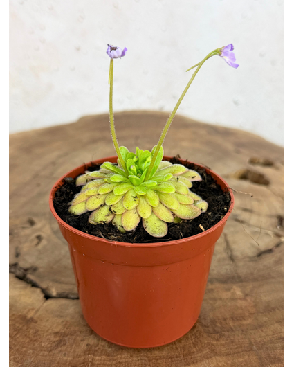 Pinguicula "Gypsicola x Agnata" | ø 8,5 cm x ↕ 10 cm