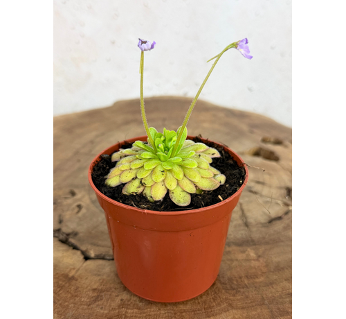 Pinguicula "Gypsicola x Agnata" | ø 8,5 cm x ↕ 10 cm
