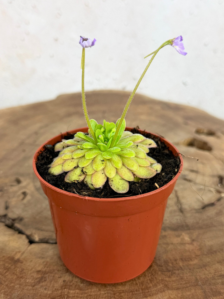 Pinguicula "Gypsicola x Agnata" | ø 8,5 cm x ↕ 10 cm