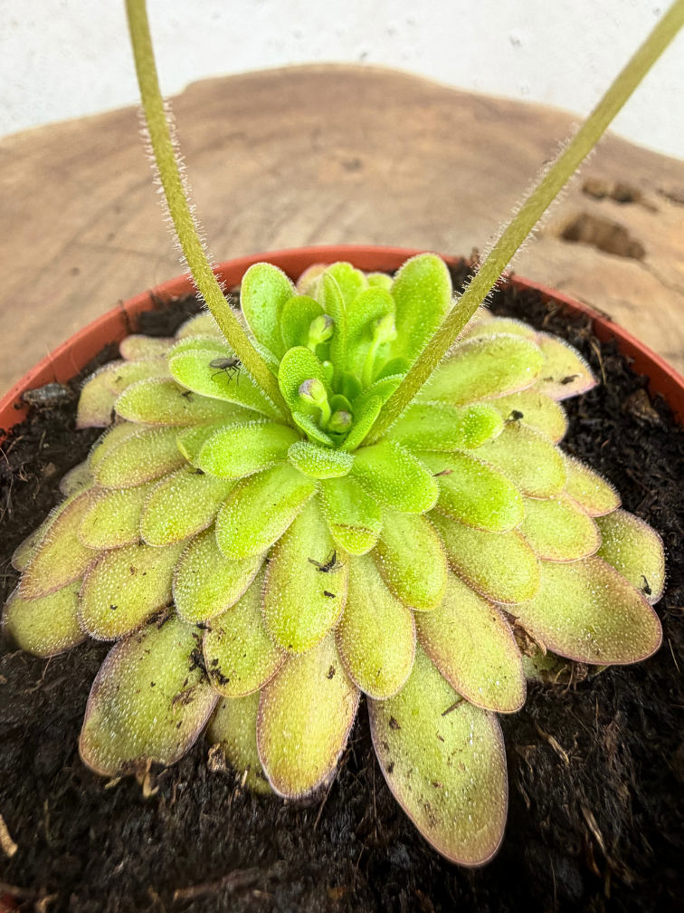 Pinguicula "Gypsicola x Agnata" | ø 8,5 cm x ↕ 10 cm