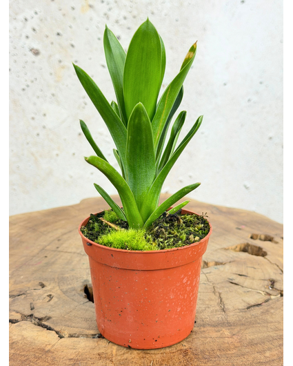 Brocchinia | ø 8,5 cm x ↕ 10-15 cm