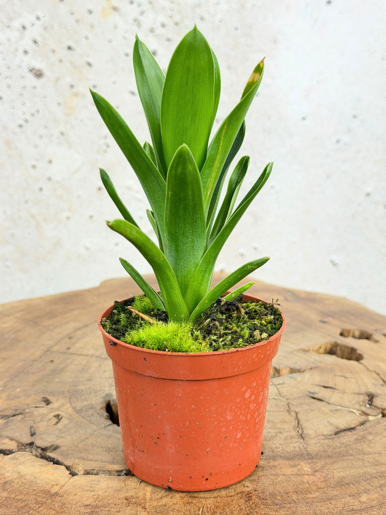 Brocchinia | ø 8,5 cm x ↕ 10-15 cm
