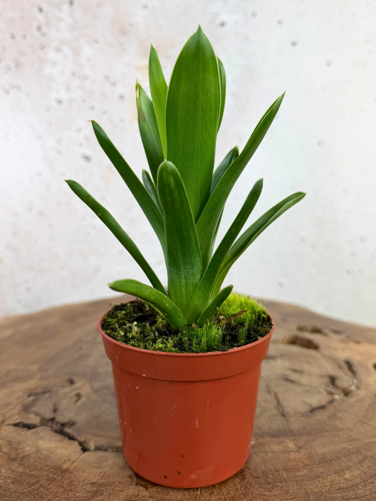 Brocchinia | ø 8,5 cm x ↕ 10-15 cm