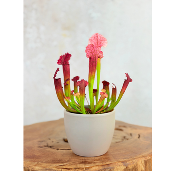 Plant pot "Nile" - brown | 8,5cm