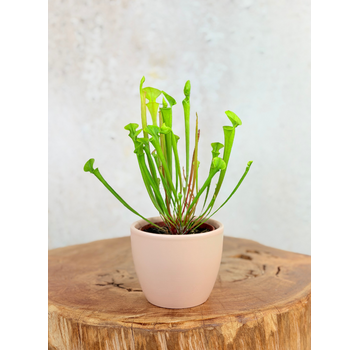 Vaso per piante "Nile" - rosa | 8,5cm