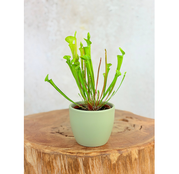 Pflanzentopf "Nil" - green | 8,5cm