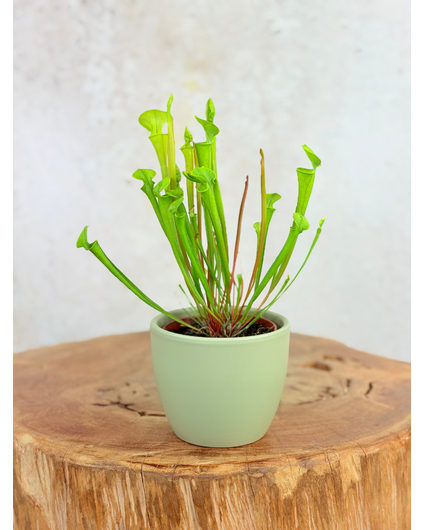 Vaso per piante "Nile" - green | 8,5cm